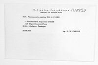 Image of Splanchnonema maximum